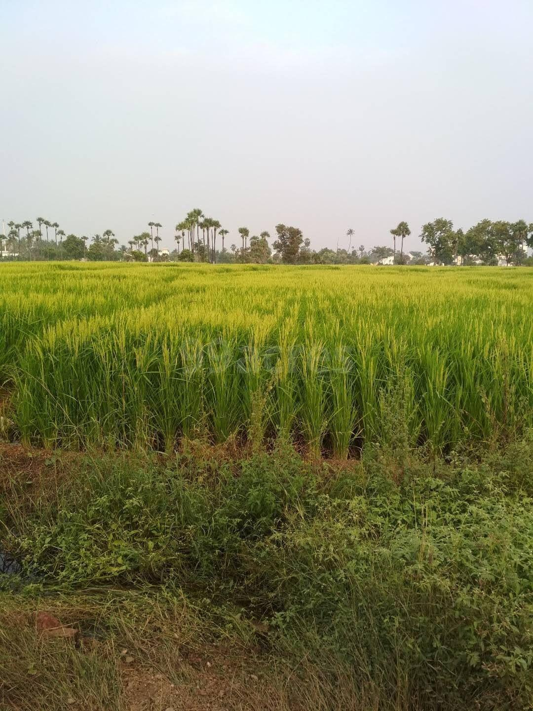 Agricultural plots in gajwel