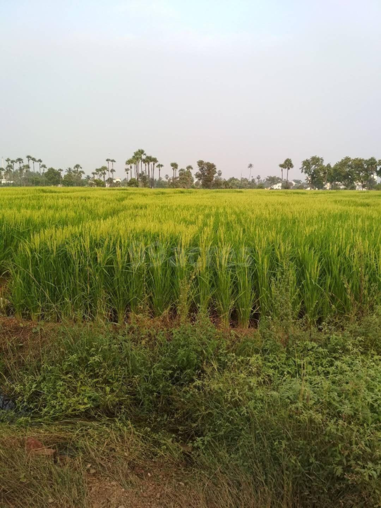 Agricultural  plot