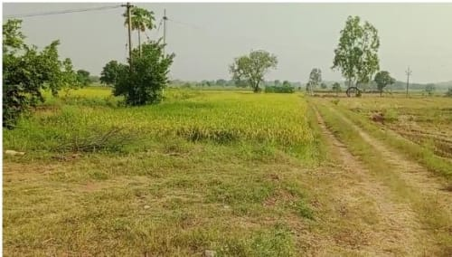 Agricultural plot